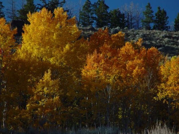 Golden Aspens. Photo by Dave Bell.