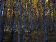 Aspen Grove. Photo by Dave Bell.