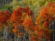 Red Aspens. Photo by Dave Bell.