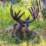 Just Chillin!. Photo by Dave Bell.