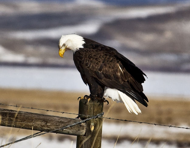 Looking Down--Reflecting On His Life and Family, er, oh Never Mind!. Photo by Dave Bell.