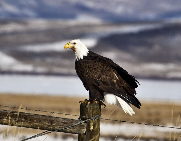 The Bald Eagle!. Photo by Dave Bell.