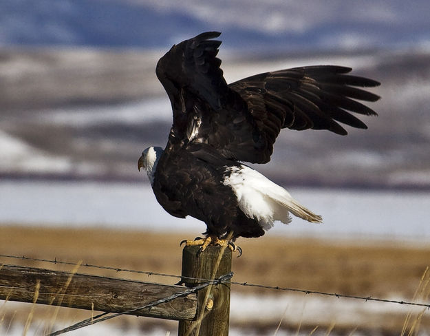 Time To Go!. Photo by Dave Bell.