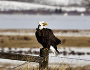 The Wind Blown Look. Photo by Dave Bell.