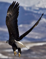 Up And Away (Zoomed). Photo by Dave Bell.