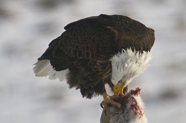 Focus. Photo by Dave Bell.