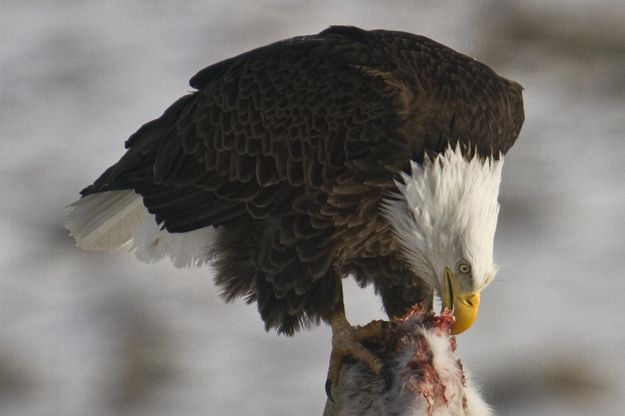 Hard At It. Photo by Dave Bell.