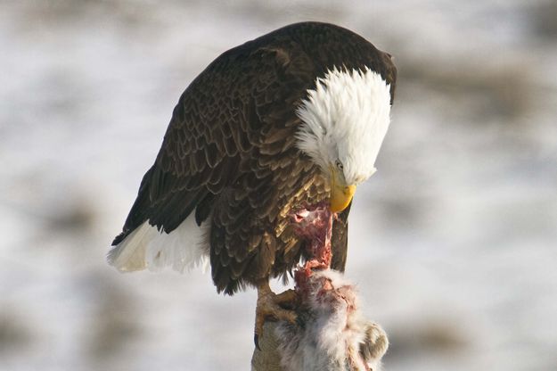 Tearing Flesh. Photo by Dave Bell.