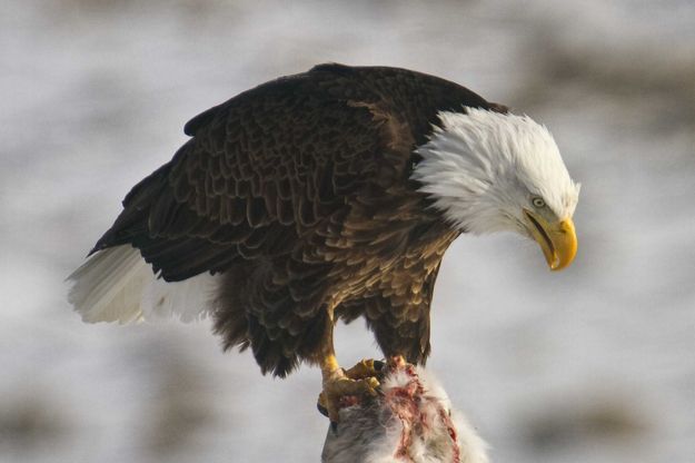 Baldy Breakfast. Photo by Dave Bell.