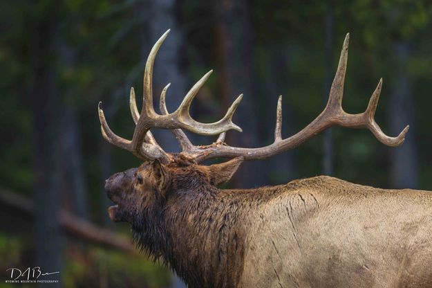 Big Dog On The Prowl. Photo by Dave Bell.