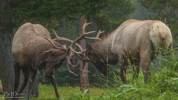 Battle. Photo by Dave Bell.