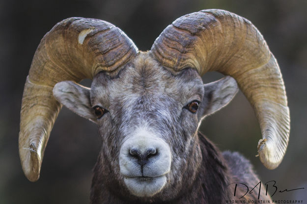 Town Sheep. Photo by Dave Bell.