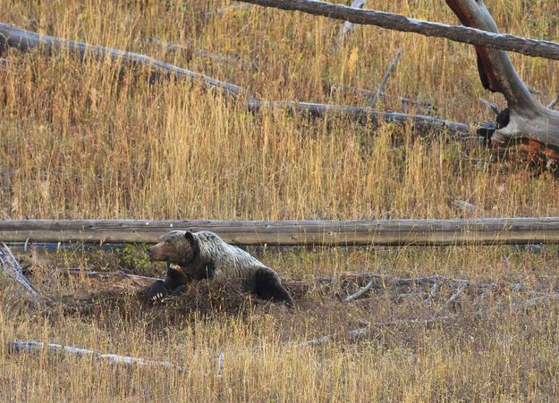 Bear's Life--7:32 am. Photo by Dave Bell.