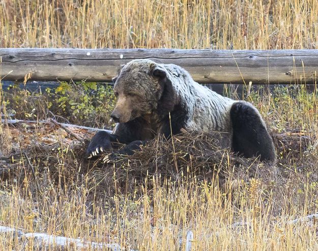 Chilling On The Kill--7:47 am. Photo by Dave Bell.