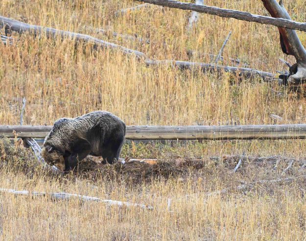 More Dirt On The Kill--7:57 am. Photo by Dave Bell.