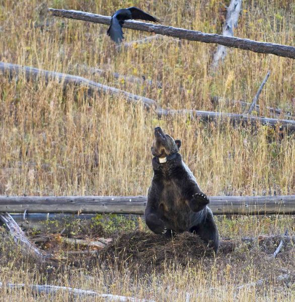 Go Away--Not Sharing!. Photo by Dave Bell.