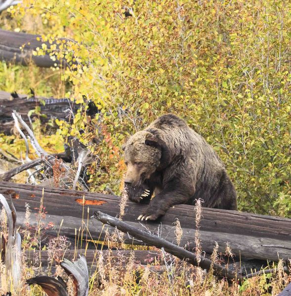 Over The Log. Photo by Dave Bell.