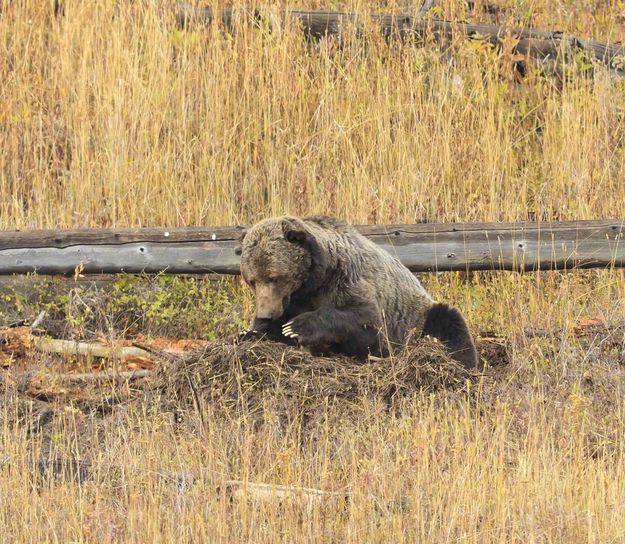 On The Kill. Photo by Dave Bell.