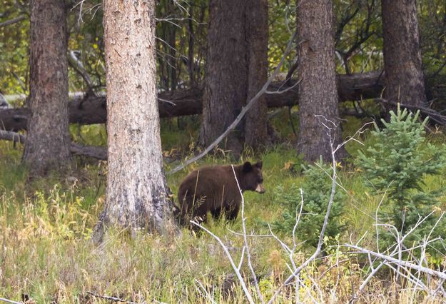 BooBoo. Photo by Dave Bell.