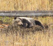 Asleep Again!. Photo by Dave Bell.