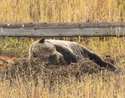 Asleep Again At 10:06 am. Photo by Dave Bell.