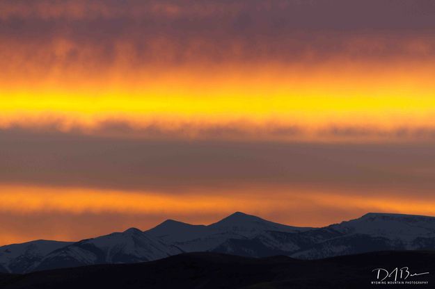 Yellow Streak. Photo by Dave Bell.