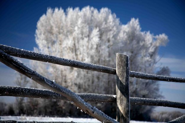 Frosty Fence. Photo by Dave Bell.