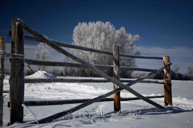 Frosty White Cottonwoods. Photo by Dave Bell.