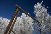 White Trees and Blue, Blue Sky. Photo by Dave Bell.