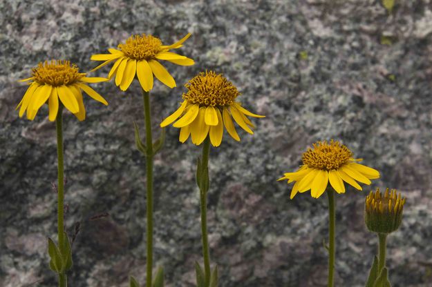 The Hairy Arnica Family. Photo by Dave Bell.