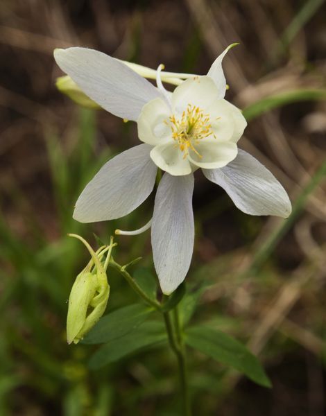 Colorado Columbine. Photo by Dave Bell.