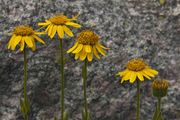 The Hairy Arnica Family. Photo by Dave Bell.