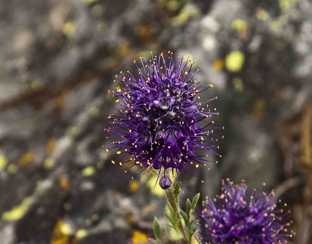 Purple Pin Cushion. Photo by Dave Bell.