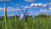 Wild Iris. Photo by Dave Bell.