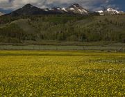 Big Sandy Flowers. Photo by Dave Bell.