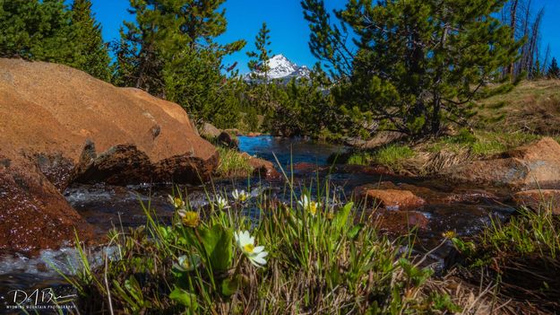 Mt. Geikie--12378'. Photo by Dave Bell.