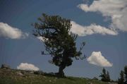 Which Direction Are The Prevailing Winds?  Oh Ya, That Way!. Photo by Dave Bell.