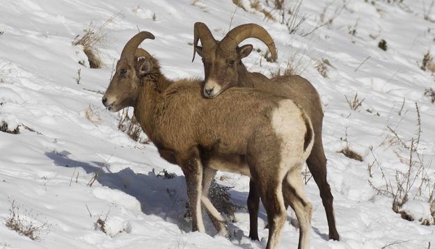 Brotherly Love Or Ownership?. Photo by Dave Bell.