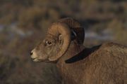 Profile. Photo by Dave Bell.