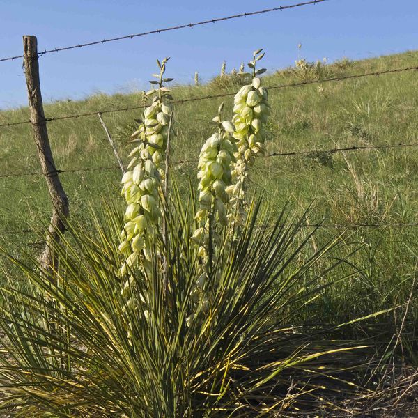 Blooming Yucca In Sand Hills. Photo by Dave Bell.