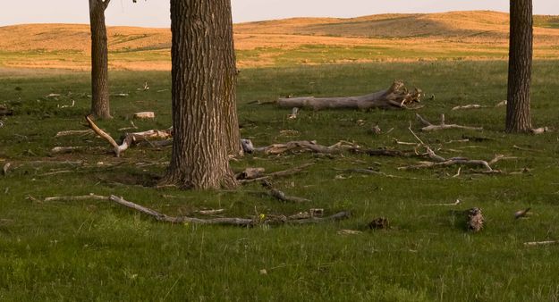 Golden Hills Near Arthur, NE. Photo by Dave Bell.