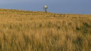 Tall Grasses. Photo by Dave Bell.