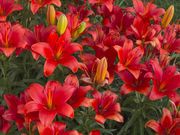 Red And Orange. Photo by Dave Bell.