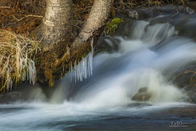 Stalagcicles. Photo by Dave Bell.