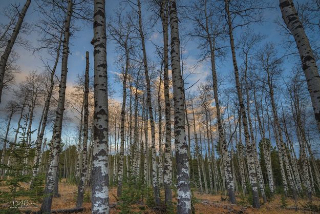 Morning In The Aspen Grove. Photo by Dave Bell.