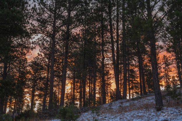 Fiery Morning Sky. Photo by Dave Bell.