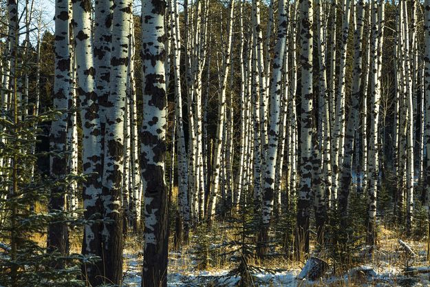 Aspen Stand. Photo by Dave Bell.