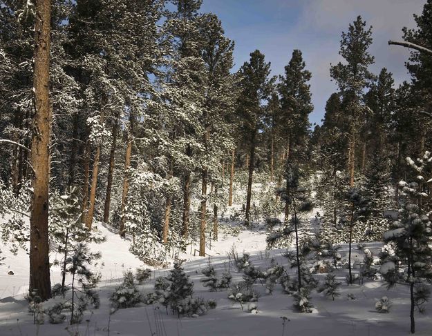 Ponderosa and Snow. Photo by Dave Bell.