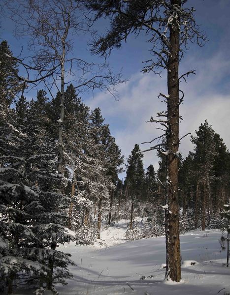 Snowy Forest. Photo by Dave Bell.