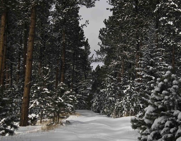 Black Hills. Photo by Dave Bell.